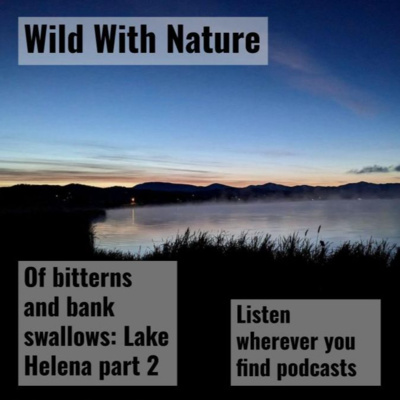 Of bitterns and bank swallows: Lake Helena part 2