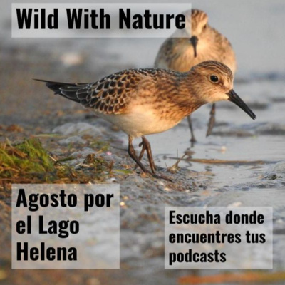 Grullas grises y playeros de Baird: agosto por el Lago Helena