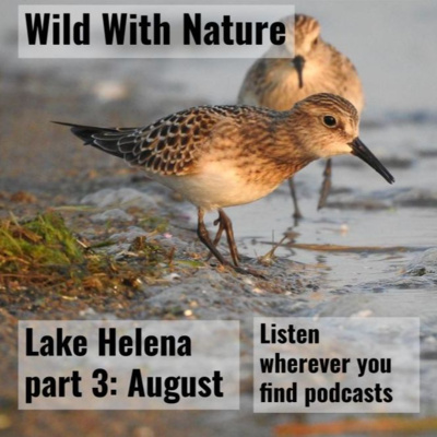 Sandhill cranes and Baird's sandpipers: Lake Helena part 3
