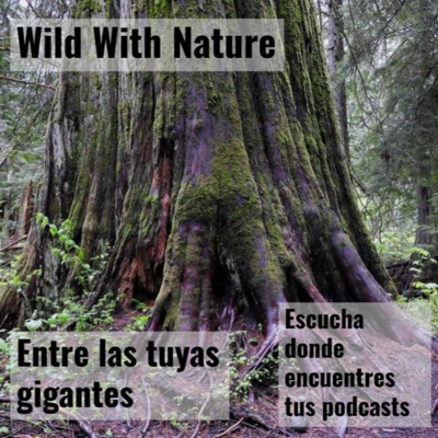Entre las tuyas gigantes: encontrando tranquilidad en el bosque lluvioso