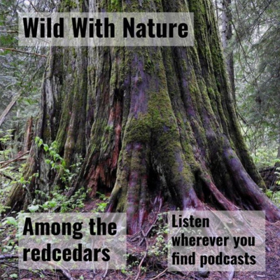 Among the redcedars: finding stillness in the rain-drenched forest