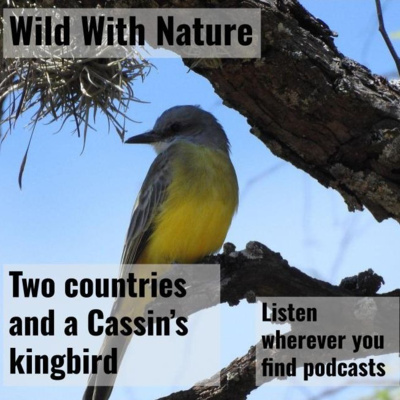 Bridging the distance: two countries and a Cassin's kingbird