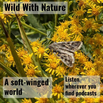 A soft-winged world: why moths matter