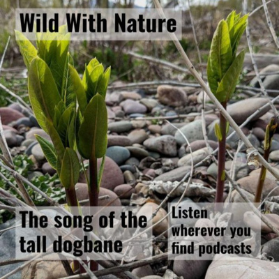 The song of the tall dogbane: fibers at the riverbank