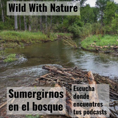 Sumergirnos en el bosque: observando la anidación de los picamaderos norteamericanos