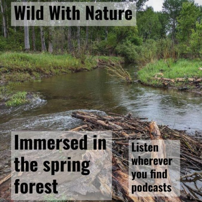Immersed in the spring forest: watching a pileated woodpecker nest