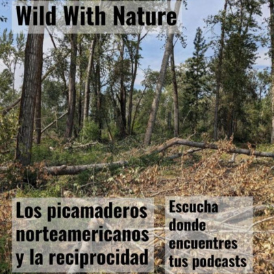 Los picamaderos norteamericanos y la reciprocidad