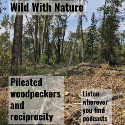 Pileated woodpeckers and reciprocity