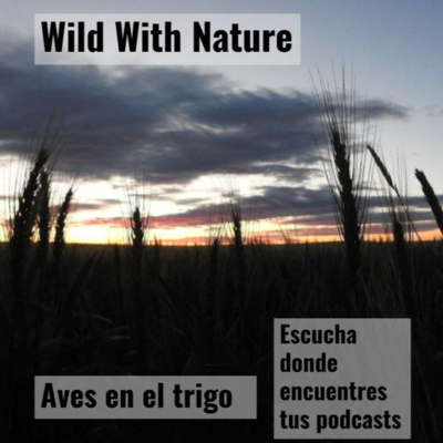 Aves en el trigo: la agricultura industrial y las aves en declive