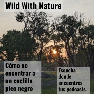 Cómo no encontrar a un cuclillo pico negro