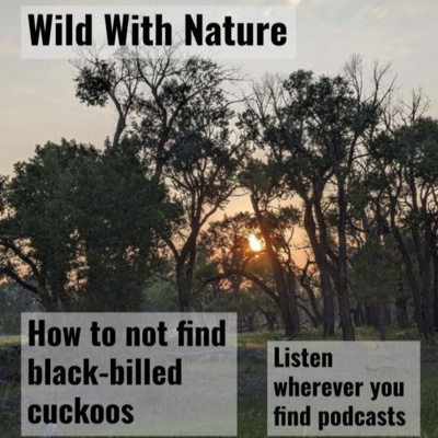 How to not find black-billed cuckoos