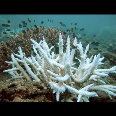 Nature Reduces Risk: How Finance Can Conserve Large-Scale Ecosystems