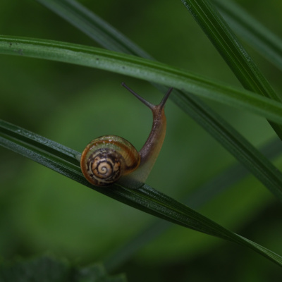 貝標本　カタツムリの化石　肩が張った特美品個体 貝標本 カタツムリの化石 肩が張った特美品個体 赤道に近い