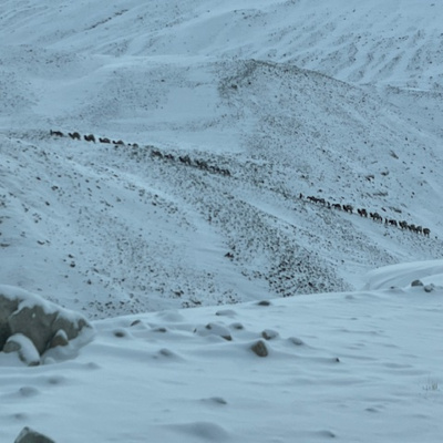 Rural Route Radio Nov 18, 2024 Hank Vogler with the hunt of a lifetime killing a Marco Polo Bighorn.