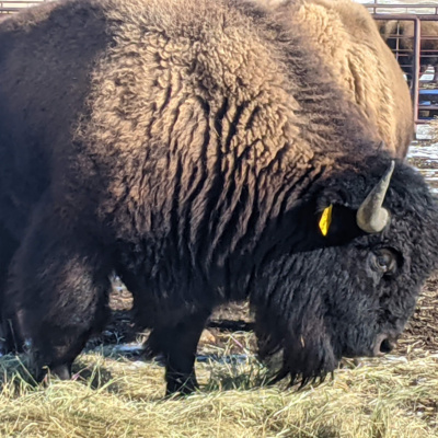 Rural Route Radio Dec 9, 2024 Hank Vogler with NFR discussion and Hank was hanging upside down like a side of beef with buffalo ran by.