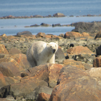 Walking with Polar Bears: An Arctic Safari with Churchill Wild Guide Terry Elliott