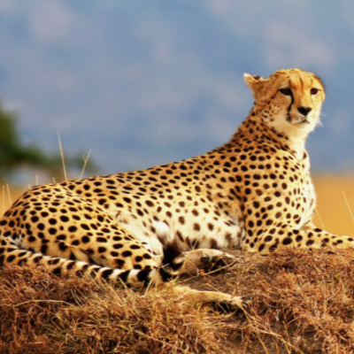 El animal mas rápido del planeta