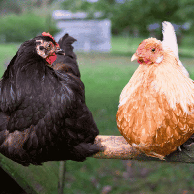 La gallina: un animal doméstico de gran poder