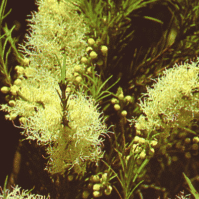 Árbol de té un aliado para tu botiquín natural