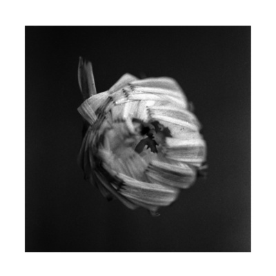 ALBUM REVIEW: A Swarm of the Sun - An Empire