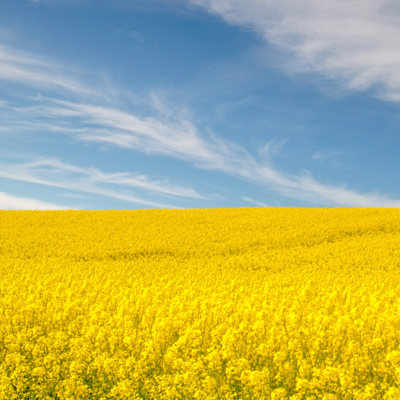 Currently playing episode