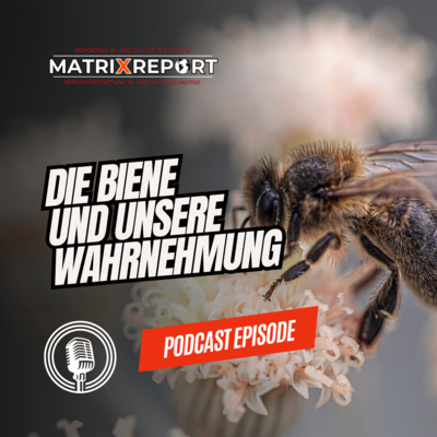 Die Biene und unsere Wahrnehmung