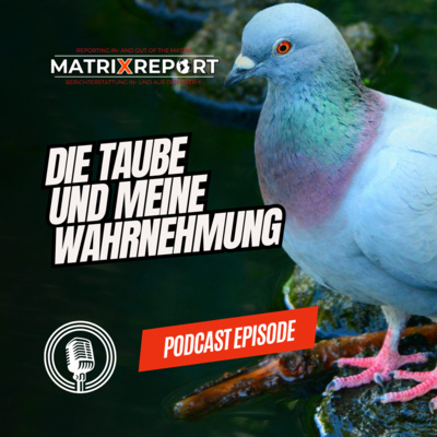 Die Taube und meine Wahrnehmung