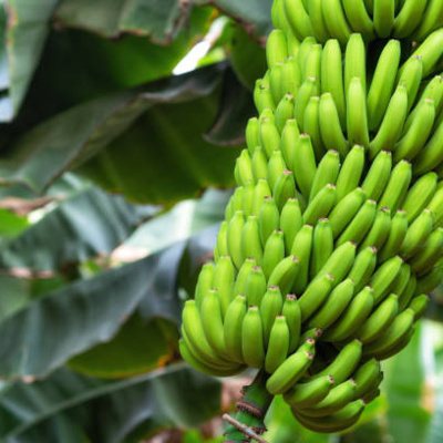 T1 E16 El crimen de Guaza