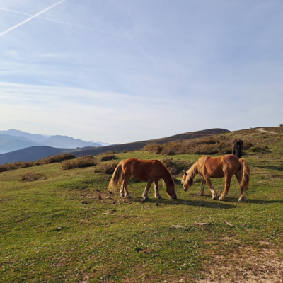 T1 E18 El Rambo de Tineo