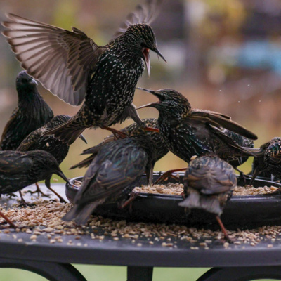 T2 E12 La Reyerta de Mérida