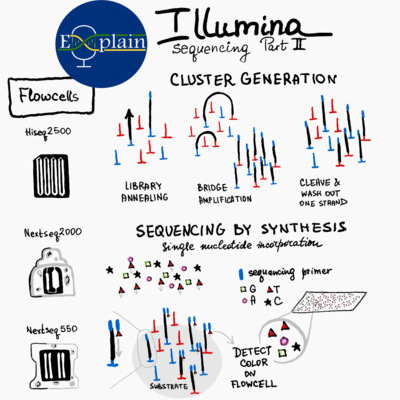 E6: Illumina Sequencing Part II
