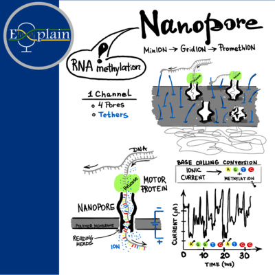 E8: Nanopore