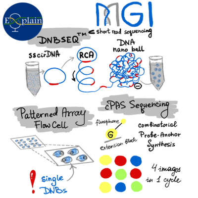 E11: MGI DNA Nanoball sequencing