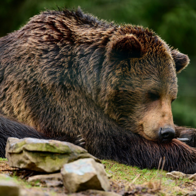 Put the bears into hibernation