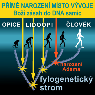 7) Mohl se Adam narodit z opice panny?