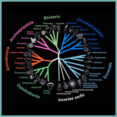 10) Nekácejte fylogenetické stromy