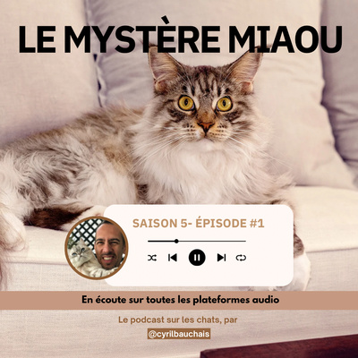 S5-01 : Pourquoi mon chat griffe le canapé ? (Et comment l’en empêcher sans stress)