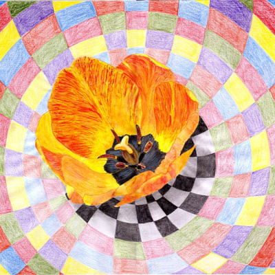 Die Tulpe