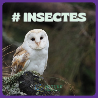 HORS-SÉRIE | Les insectes de la nuit : une vie après le coucher du soleil !