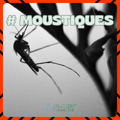 HORS-SÉRIE | En approche des périodes chaudes : prenons garde au MOUSTIQUE TIGRE !
