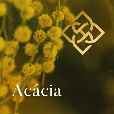 Essência de Acácia