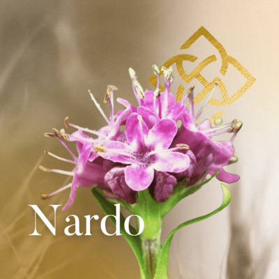 Essência de Nardo