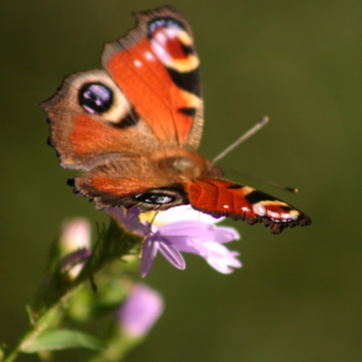 S2 Kwartier 02 - Dr Kris Gaublomme over Homeopathie
