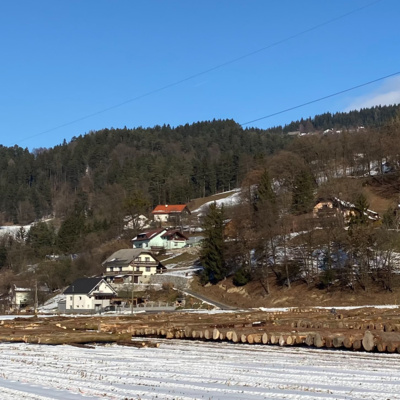 Jubilejna, 20. licitacija najboljše hlodovine