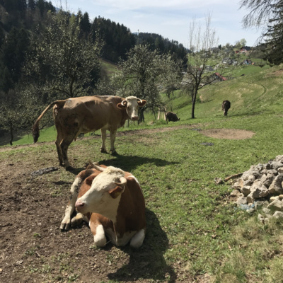 Koroška kmetijsko – gozdarska zadruga blaži izjemno težavne razmere na trgu mleka in hrane
