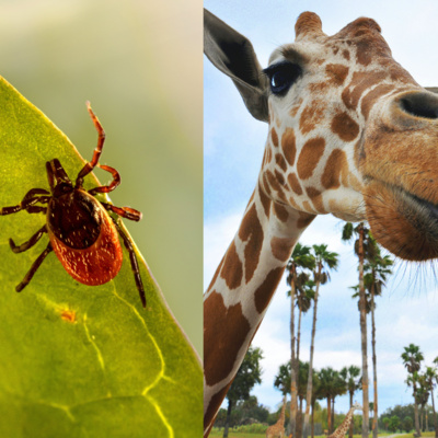 When You Wake Up Looking Like a Giraffe – Lyme Disease Myths, Facts, and My Story