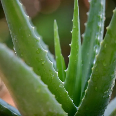 Aloe Barbadensis Powder Benefits and Uses EP24
