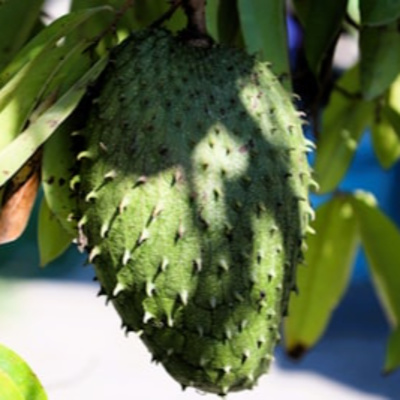 Graviola (Soursop) Extract: The Science Explained — EP67