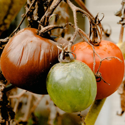 Graceful Aging: Flavor and Safety — EP76