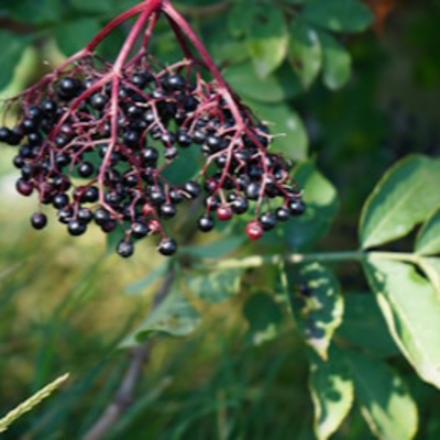 Elderflower Extract Science: Skin and Immunity — EP80